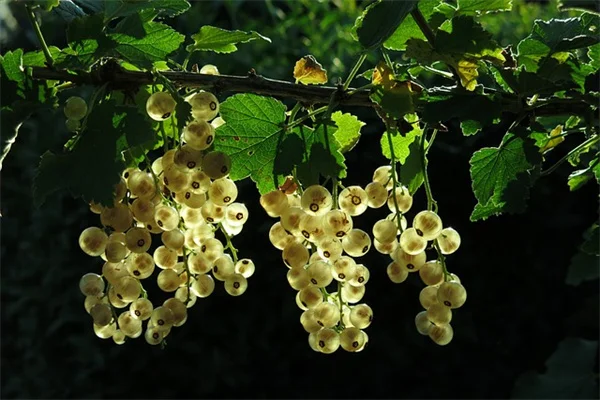 夏に観葉植物を外に出す7選、室内に戻す失敗しないコツ