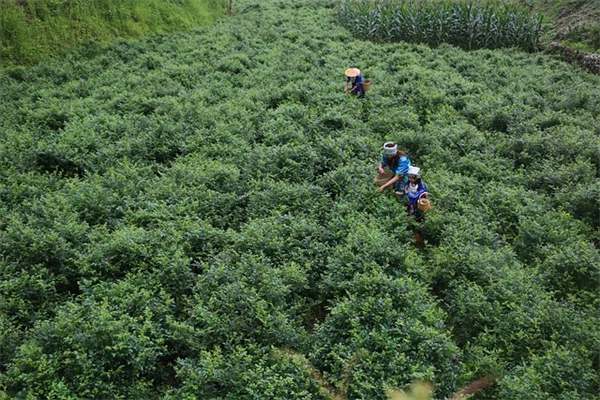 管状花の選び方と育て方：ハチドリを呼ぶ9種の植物
