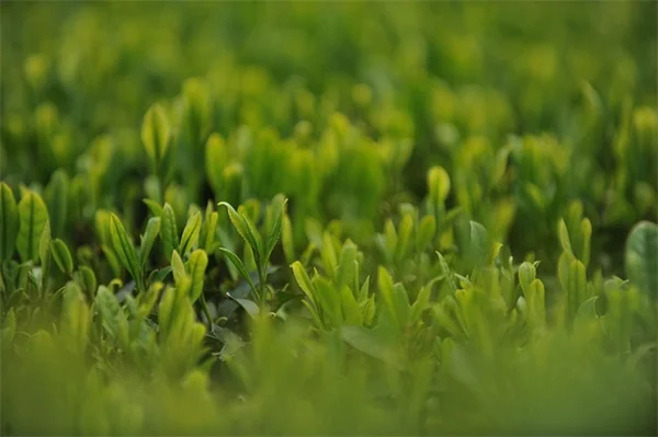 秋冬季吊篮植物はこれ！プロが教える7つの耐寒品種と組み合わせ方
