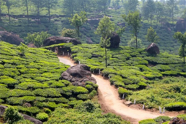 鉢植えピーマンが地植えより優秀な理由と育て方のコツ